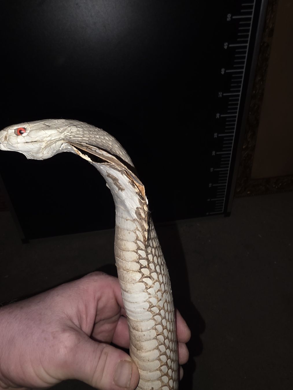 Il mondo degli animali: Kobra Präparat – Usato da Hasle LU venduto da Auctions_Hunters 4