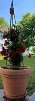 Grosse Dipladenia (Mandevilla) im Terrakotta-Topf Sommerb...
