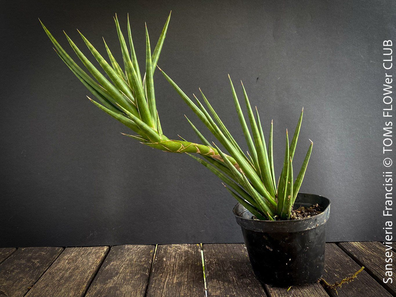 Plantes & graines: Sansevieria Francisii - einzigartig schön - oder? – Neuf avec emballage d'origine à Adliswil par astom369
