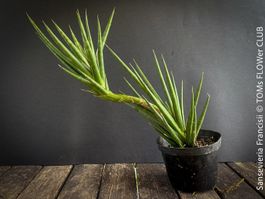 Sansevieria Francisii - einzigartig schön - oder?