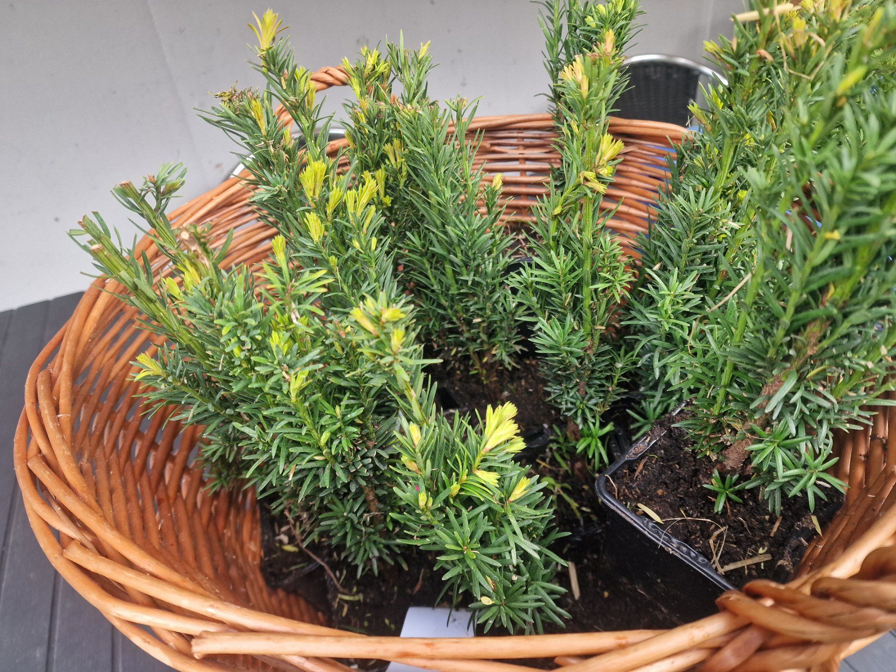 Pflanzen & Samen: Säuleneibe Taxus baccata Fastigiata Robusta Eibe – Gebraucht aus Uerkheim von Justi.y 3
