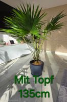 Prächtige Schirmpalme