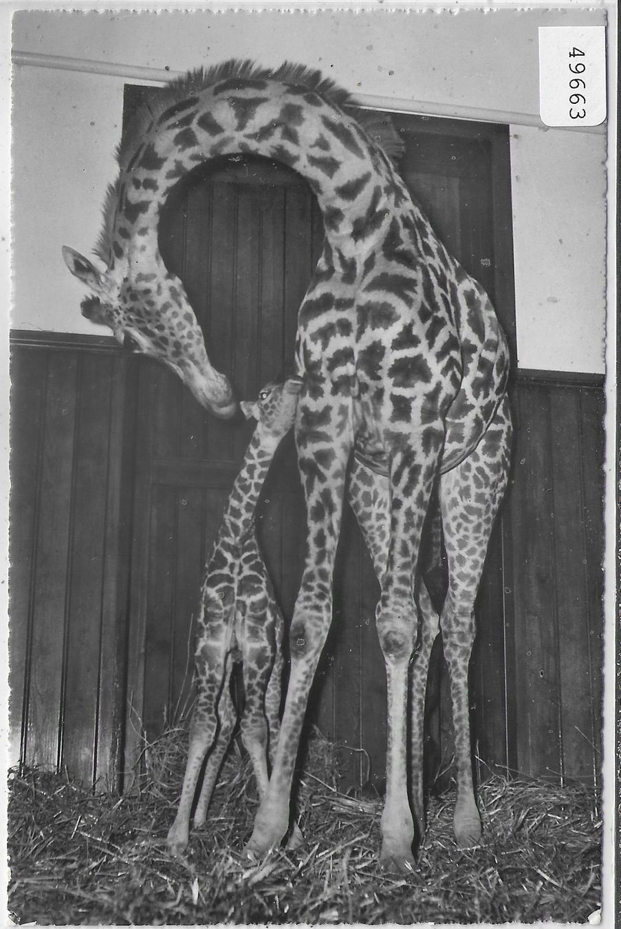 Cartoline postali: Zoologischer Garten Basel - Giraffenkind "Baschi" mit "Susi" – Usato da Ettingen venduto da Kartenplanet