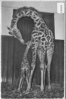 Zoologischer Garten Basel - Giraffenkind "Baschi" mit "Susi"