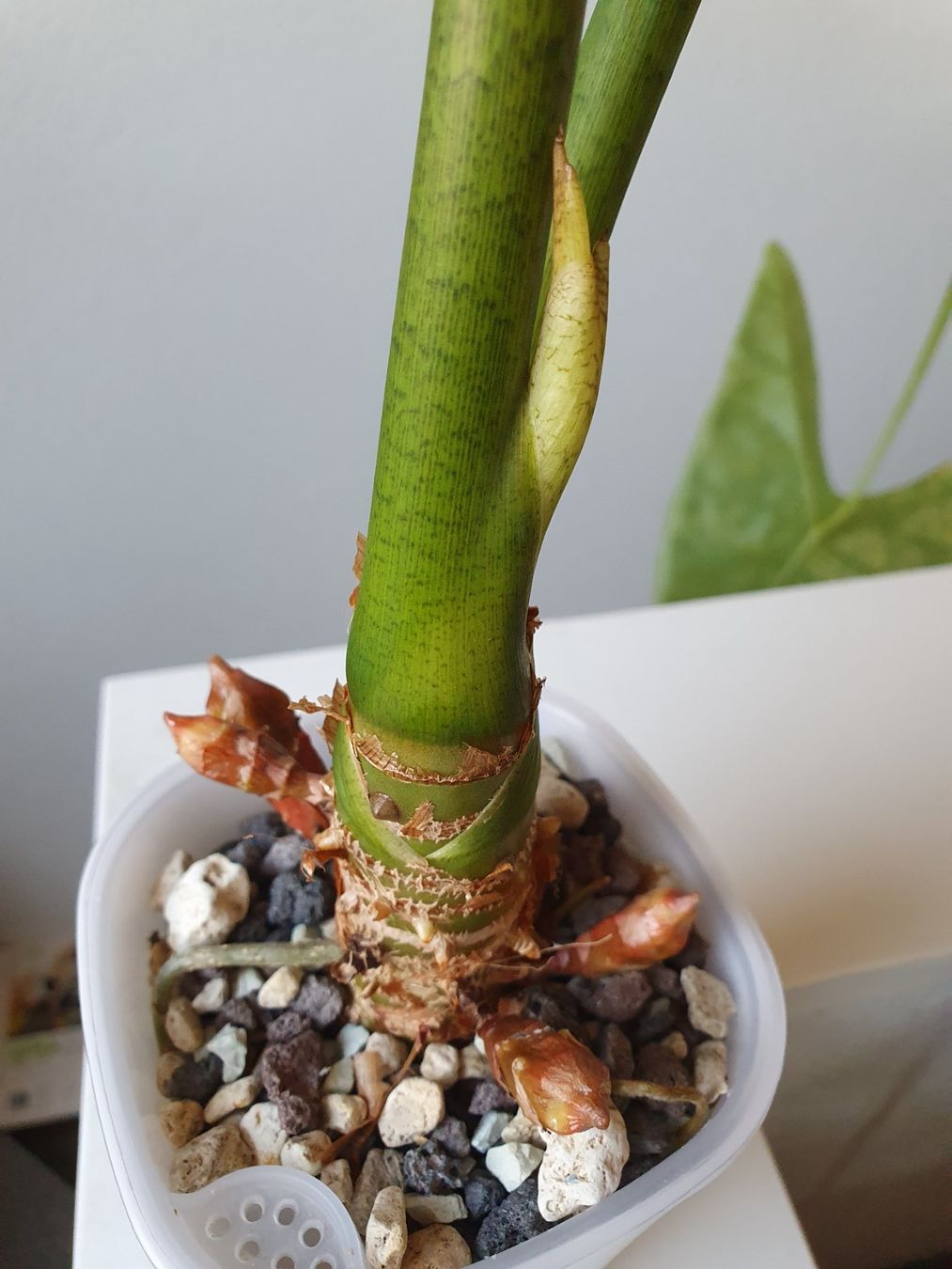Piante & sementi: Alocasia Longiloba GoG – Usato da Erlinsbach SO venduto da Lea030 3