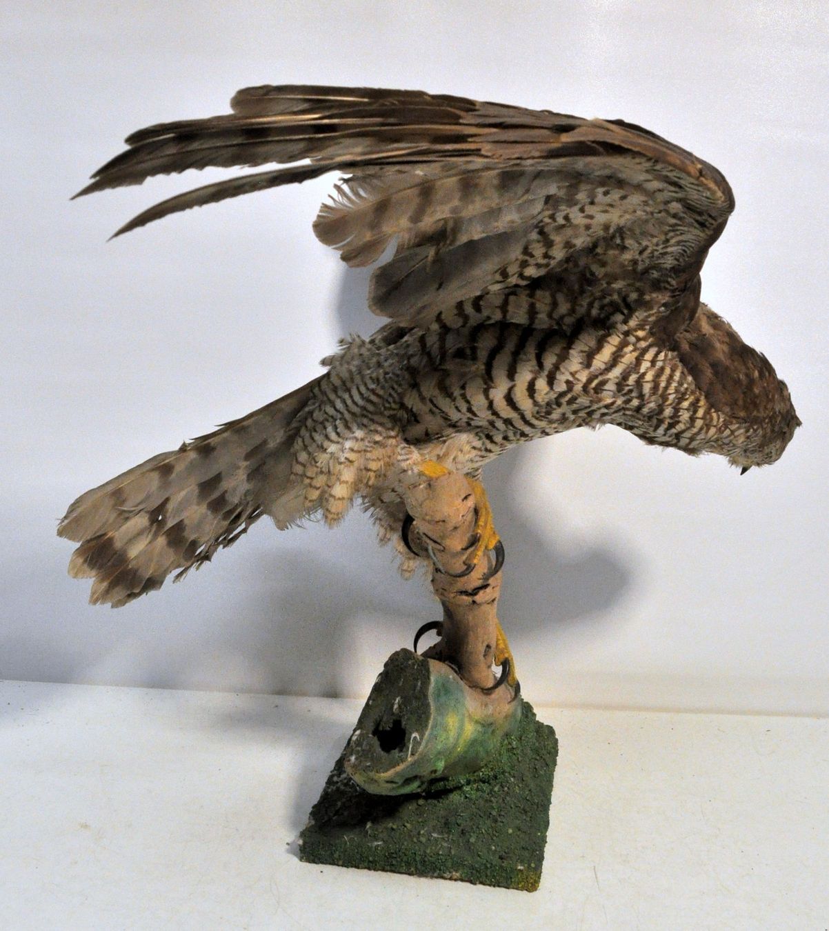Welt der Tiere: Rapace naturalisé – Gebraucht aus Neuchâtel von Neuchatel 3