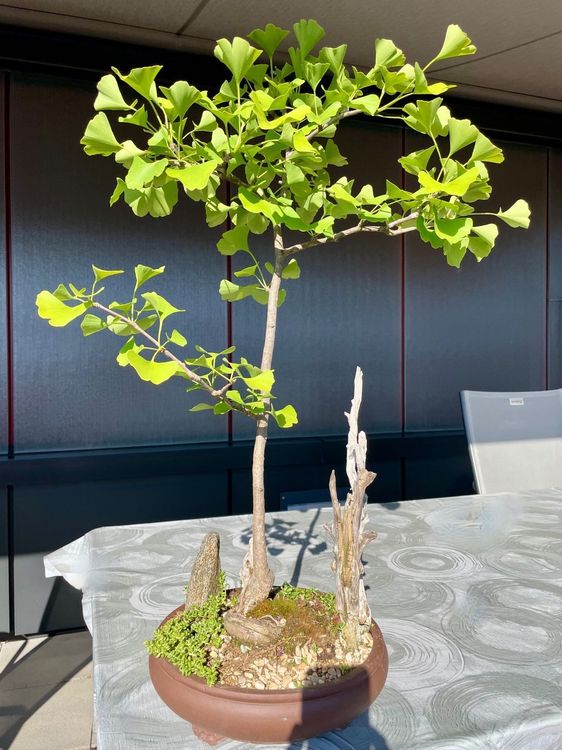 Bonsai, Ginkgo Kaufen auf Ricardo