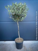 Olivenbaum - Olea Europaea - schönes Bäumchen