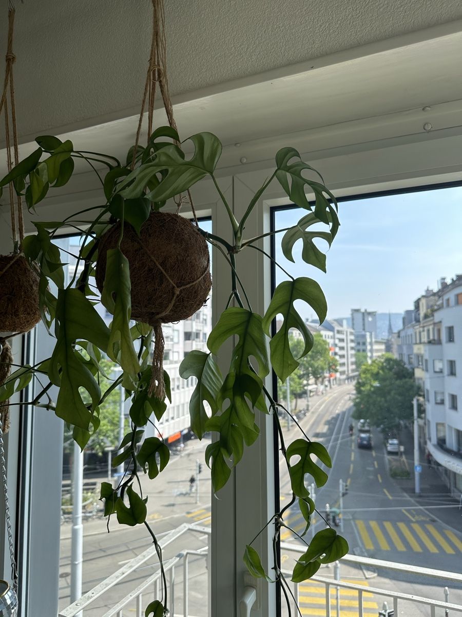 Monstera Monkey Leaf Hngepflanze (Gebraucht) in Zrich fr CHF 37  nur  Abholung auf Ricardo kaufen