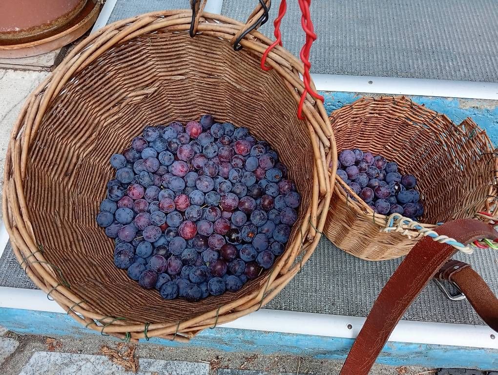 Spiritueux: Prunes – D'occasion à Prez-vers-Noréaz par ben_gjn8 3