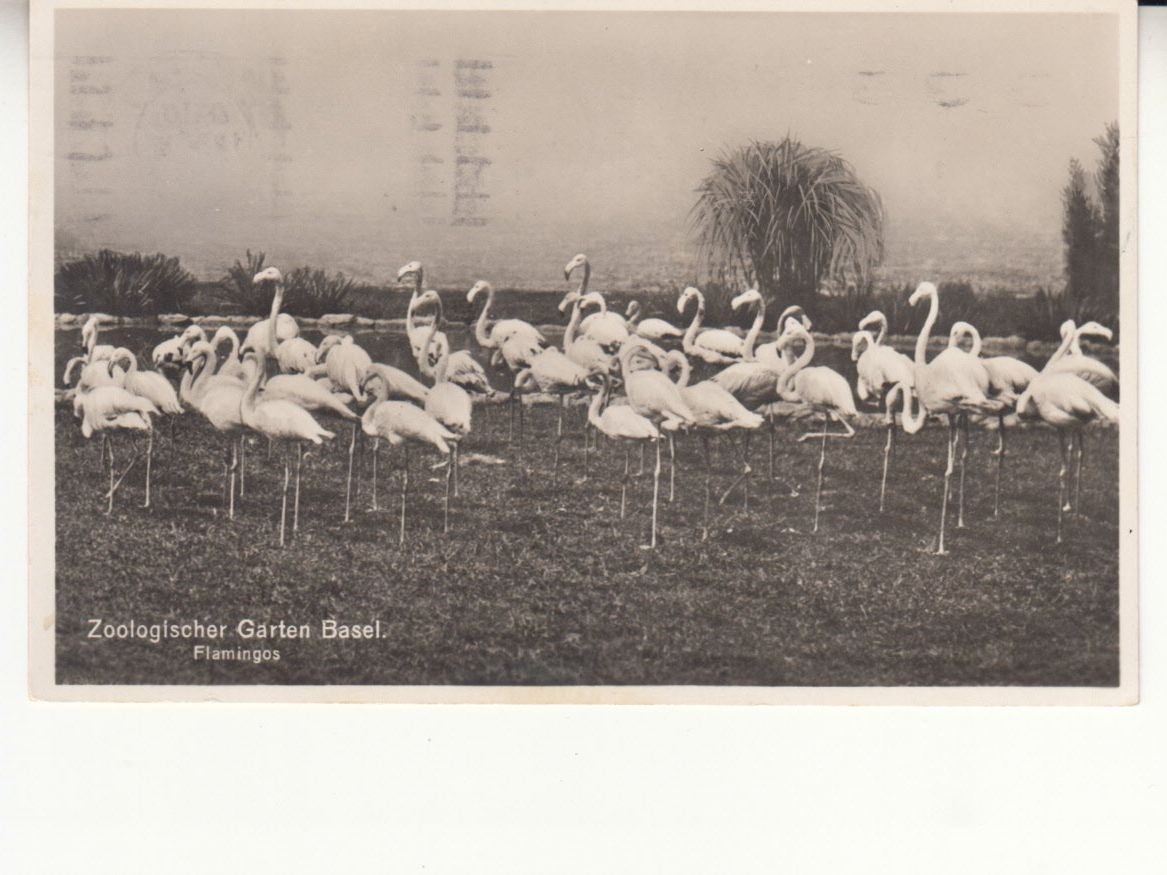 Cartoline postali: Basel Zolli Flamingos 1934 – Usato da Bürglen TG venduto da StampGraf