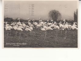 Basel Zolli Flamingos 1934