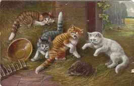 Katzen und ein Igel