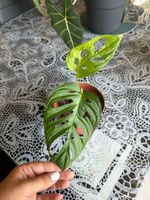 Monstera Adansonii – Talea Radicata in Nuova Crescita (Monke