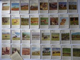 Wissensspiel Bielefelder Karten 36 Spielkarten, Anleitung