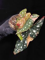 🩷 BEGONIA MACULATA PINK SPLICE VARIEGATA SUPER CLASSY PLANT