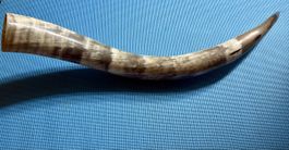 Horn