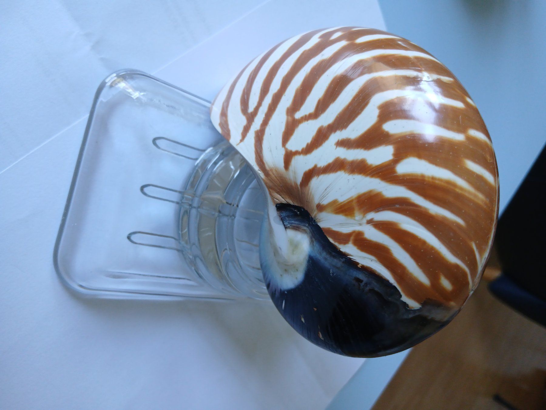 Tutte le decorazioni: Nautilus Muschel – Usato da Zürich venduto da Mephisto87 6