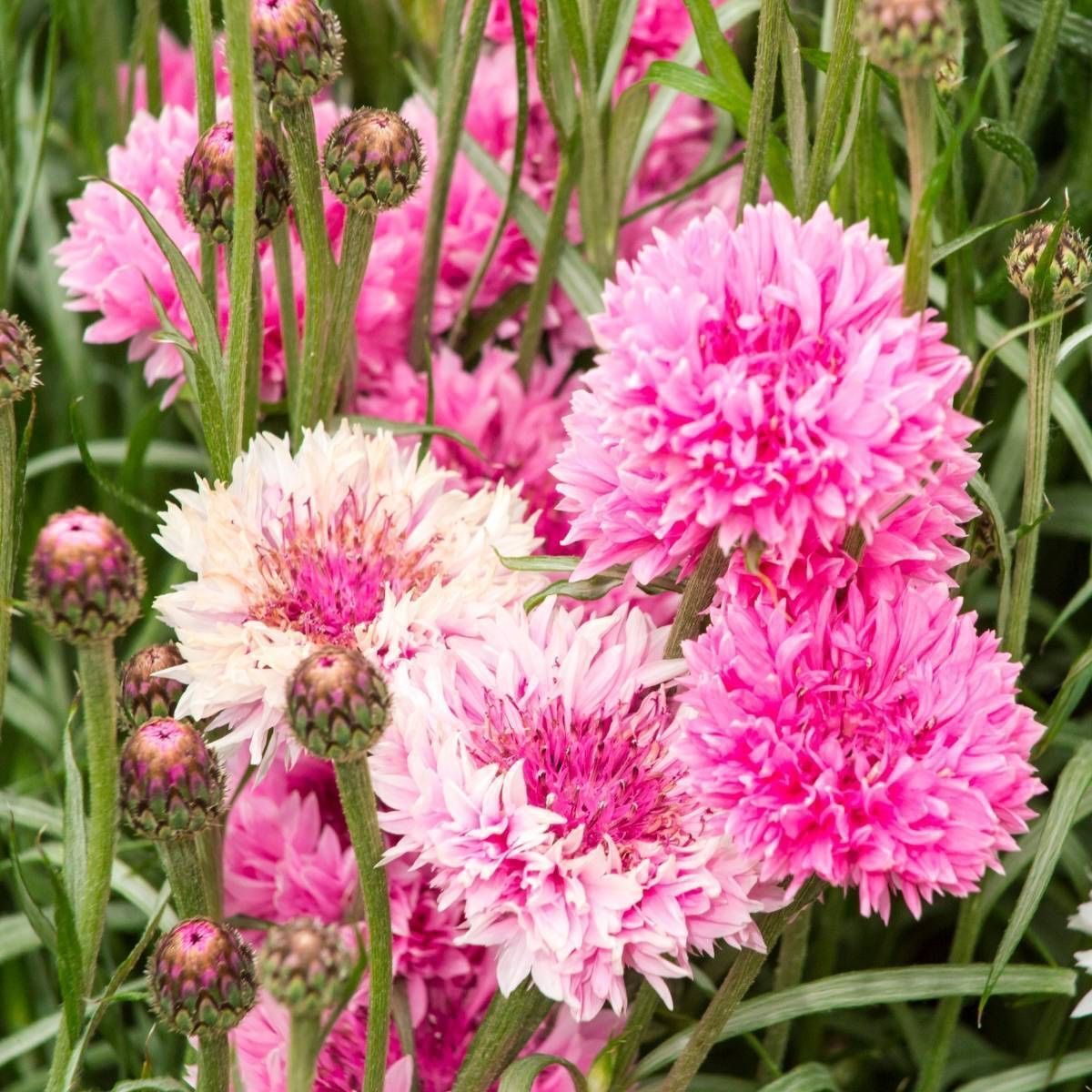 Pflanzen & Samen: 200 Samen Kornblume PINK BALL – Neu (gemäss Beschreibung) aus Ehrendingen von VerveinaSamen 4