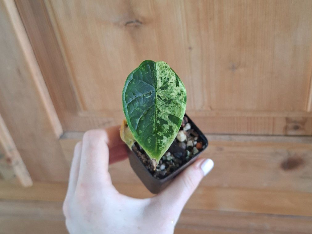 Pflanzen & Samen: Alocasia Scale Dragon mint Variegata – Gebraucht aus Hausen AG von Pflaenzlioase