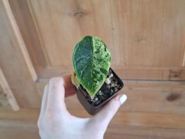 Alocasia Scale Dragon mint Variegata
