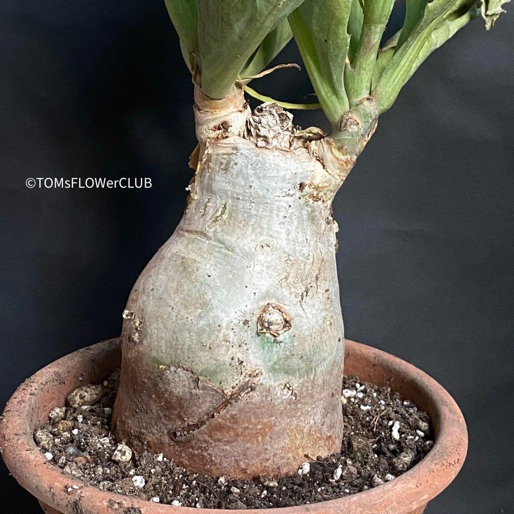 Piante & sementi: Cyphostemma Juttae - mit dem 10x15cm Caudex – Nuovo e nell'imballaggio originale da Adliswil venduto da astom369 1