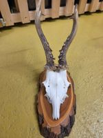 Rehbock Trophäe aus Bündner Jagd