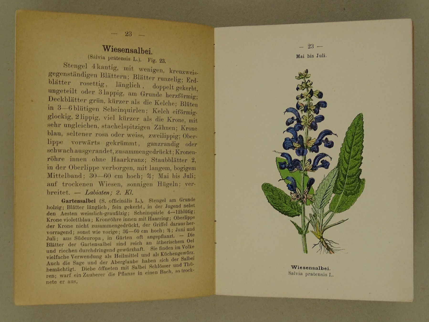 Libri: BOTANISCHER TASCHENATLAS 1900 – Usato da Grüningen venduto da Kartensammler 4