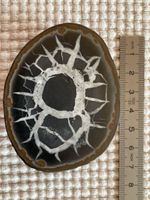 Septarie