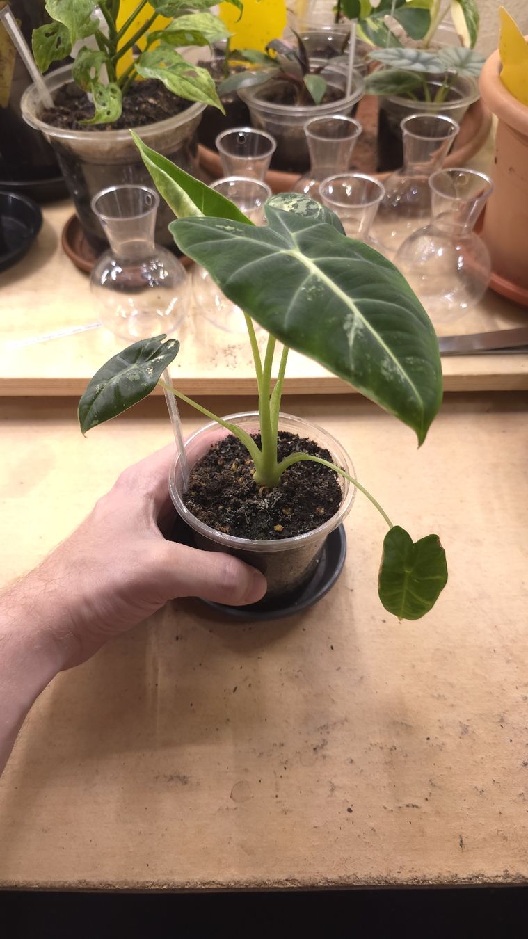 Pflanzen & Samen: Alocasia Frydek Variegata "gène albo" – Neu (gemäss Beschreibung) aus Neyruz FR von bry_2dg9 1