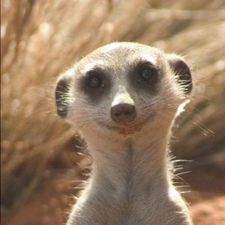 Profile image of Suricate