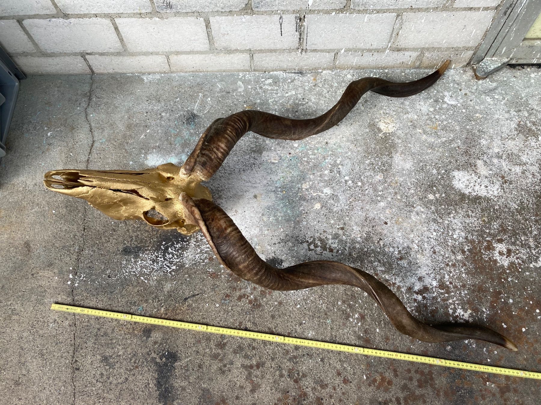 Welt der Tiere: Kudu Trophäe 3 – Gebraucht aus Grosswangen von arum01 1