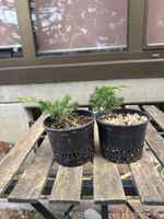 Juniperus chinensis Bonsai Jungpflanzen