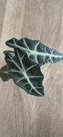 🤩Alocasia Polly Babyplant 