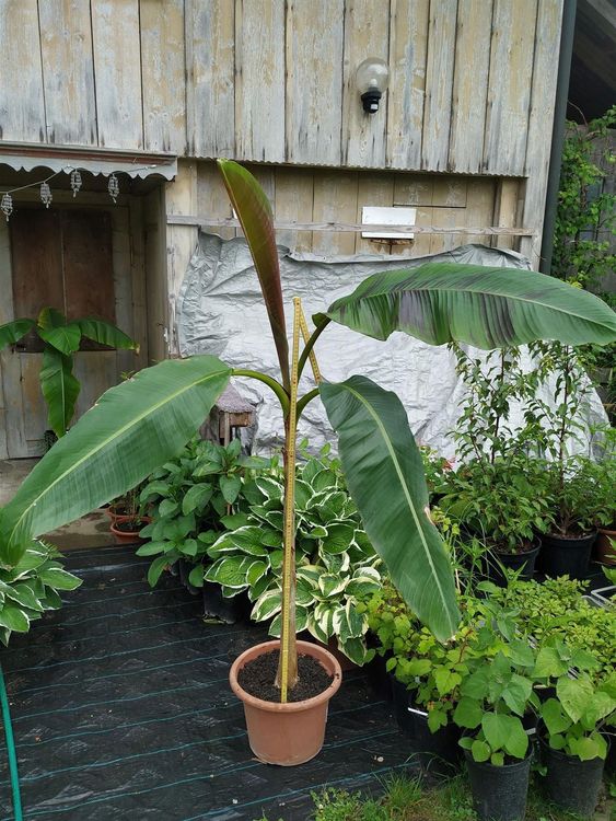 Winterharte Banane rot 1 Pflanze Kaufen auf Ricardo
