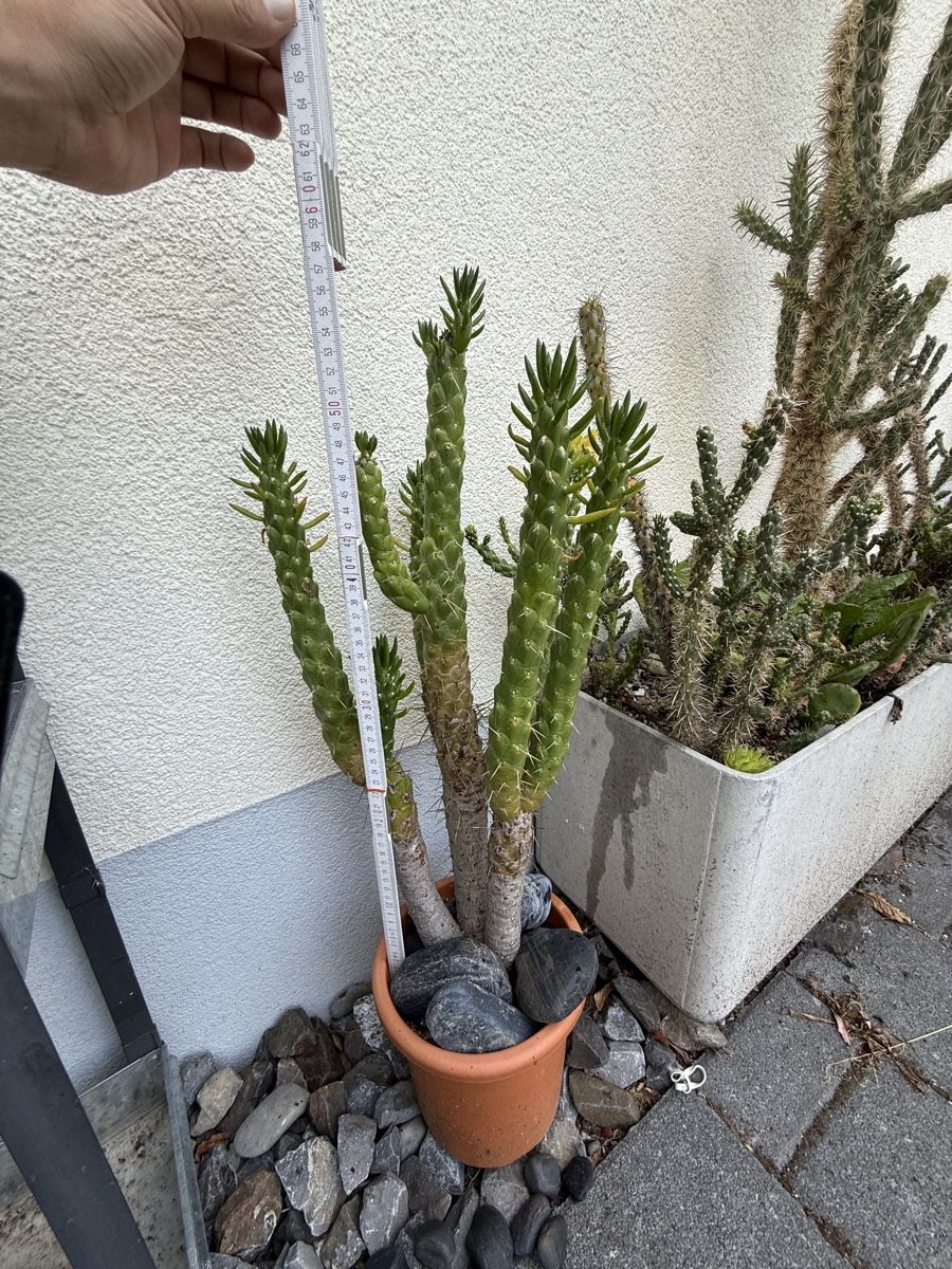 Plantes & graines: Austrocylindropuntia subulata – D'occasion à Rorbas par SimS0n 2