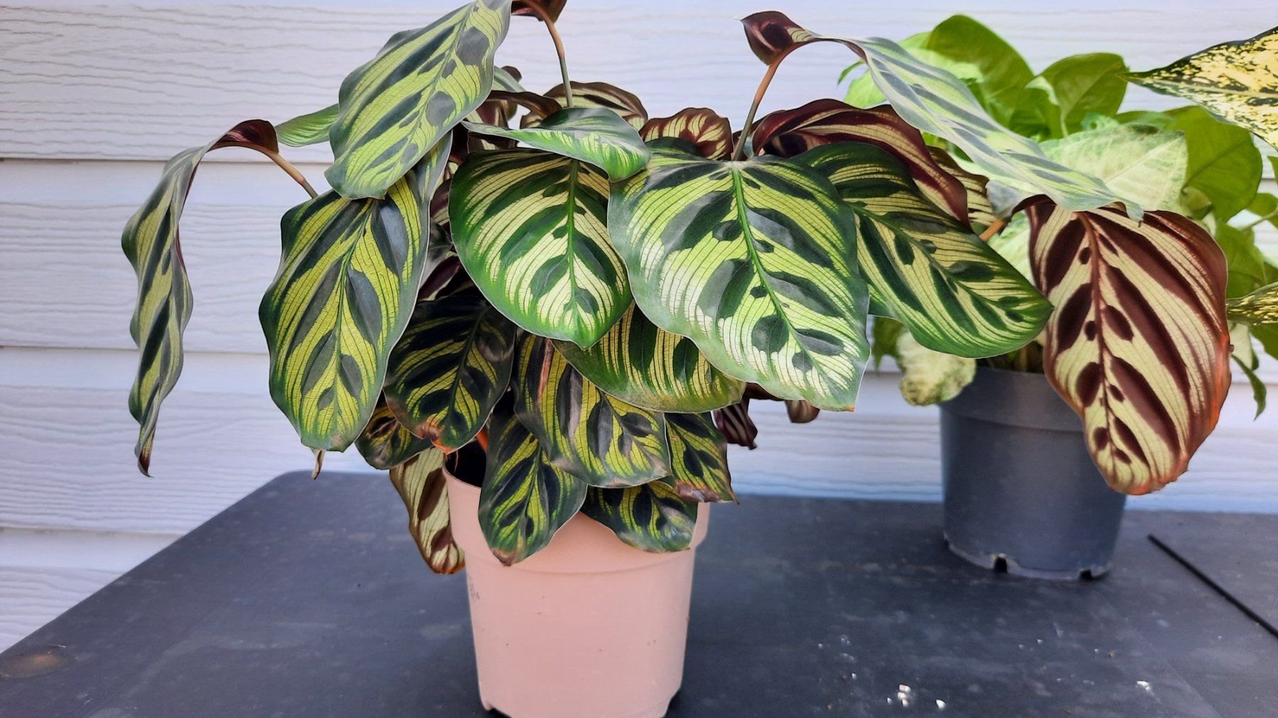 Piante & sementi: Lot belles plantes vertes – Usato da Les Brenets venduto da glo_267f 2