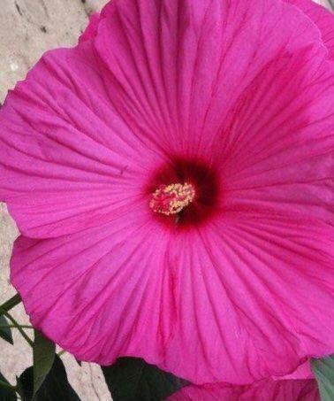 Riesen Hibiskus „Hot Pink“ Kaufen auf Ricardo