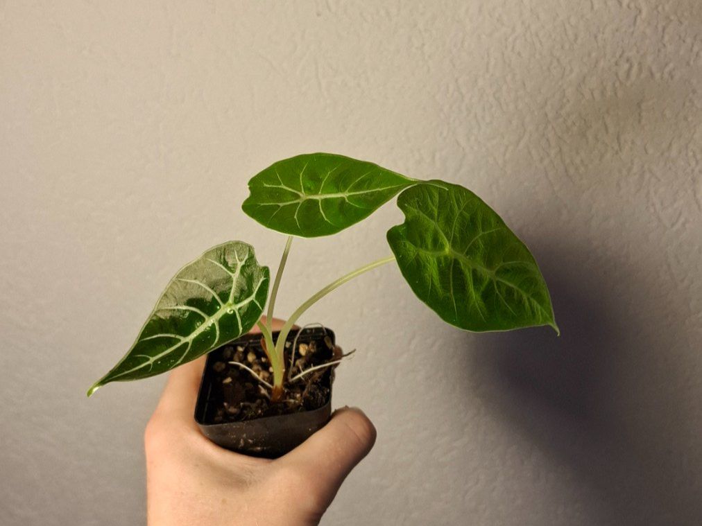 Piante & sementi: Alocasia Watsoniana – Usato da Hausen AG venduto da Pflaenzlioase 1
