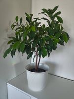 Chinesische Feige Ginseng