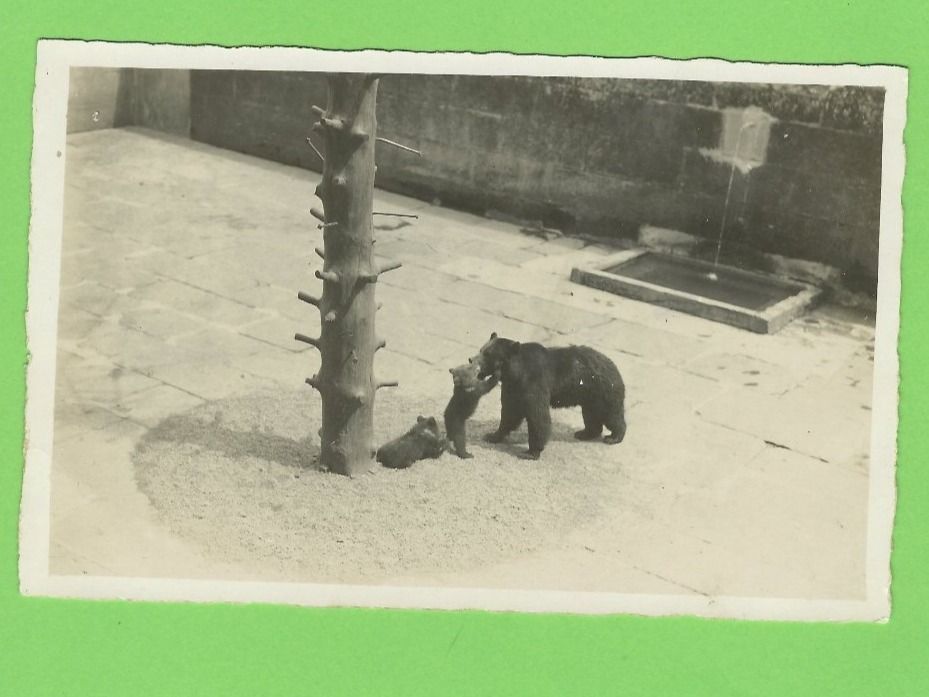 Cartoline postali: Bern Bärengraben – Usato da Zürich venduto da t24_de