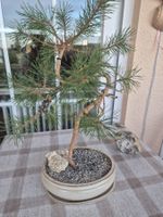 Wunderschöner Bonsai Baum Kiefer mit Steinen für Ihr Zuhause