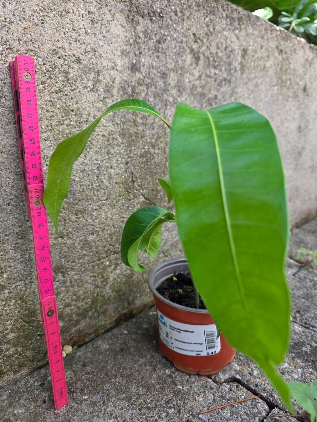 Pflanzen & Samen: Mango Baum Sämling – Neu (gemäss Beschreibung) aus Thalheim von silvara01 3
