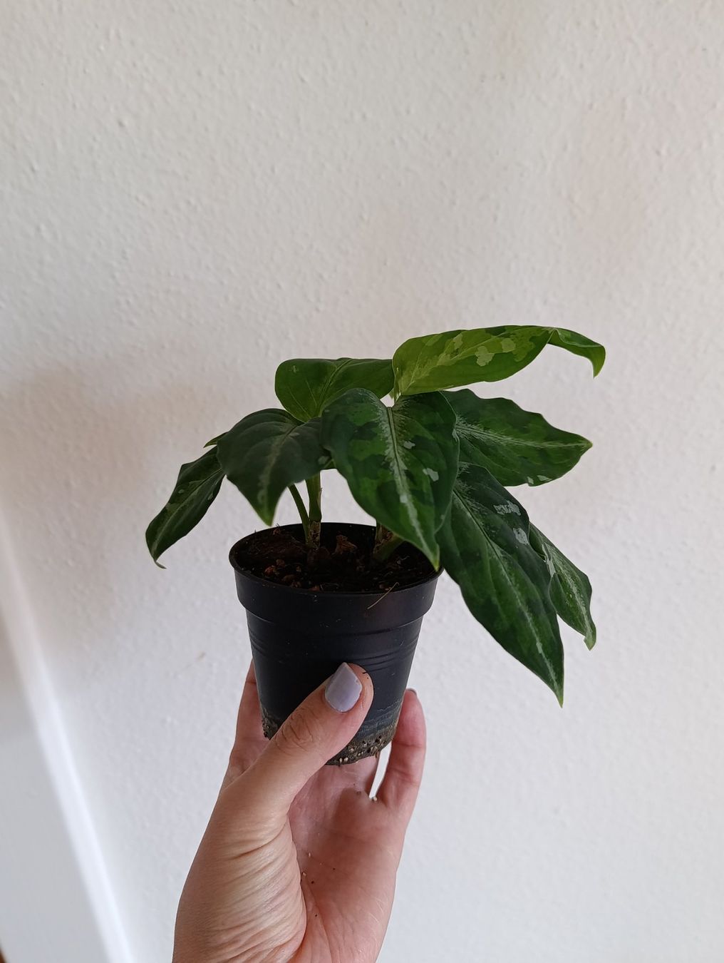 Pflanzen & Samen: Aglaonema pictum tricolor – Gebraucht aus Baar von L.isa28 1