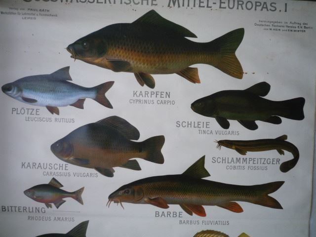 Poster & Bilder: Ancien tableau de présentation POISSONS – Gebraucht aus Cortaillod von Matteo18 9