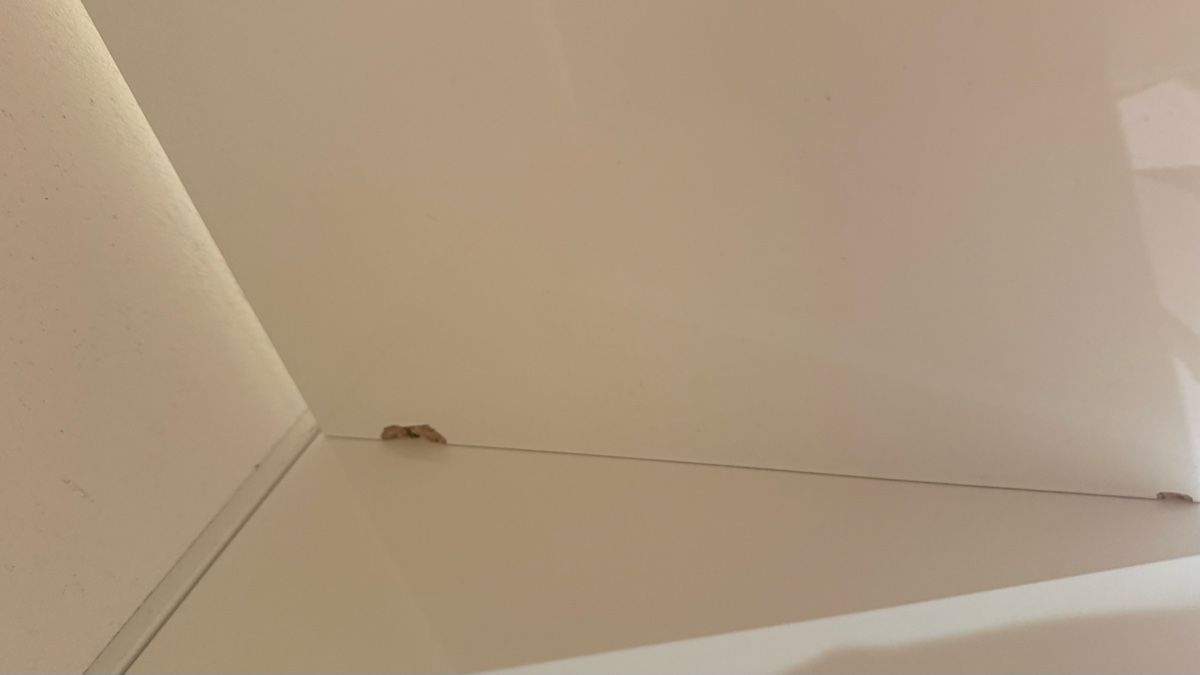 Ikea Regale: Kallax Regal weiss 8 Fächer – Gebraucht aus Wallisellen von A.lya06 1