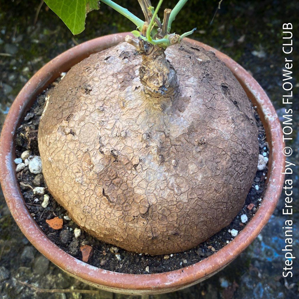 Piante & sementi: Stephania Erecta - einzigartige ⌀11cm Caudex - Pflanze – Nuovo e nell'imballaggio originale da Adliswil venduto da TAKEYOURPLANT 1