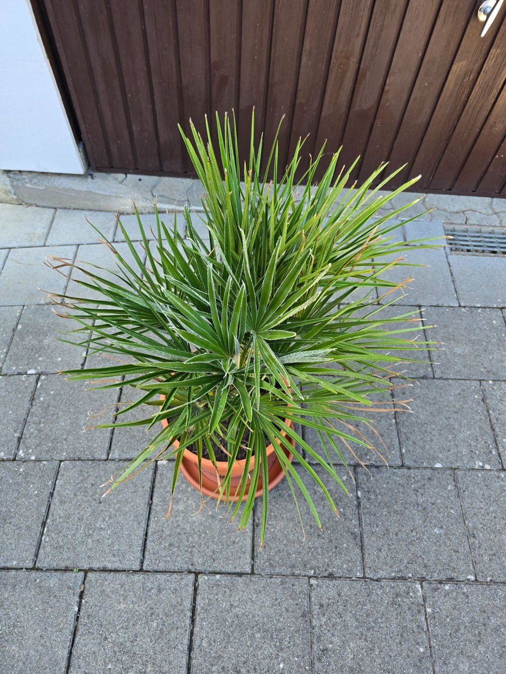 Piante & sementi: Fächerpalme Chamaerops humilis – Usato da Aarburg venduto da popkorn65 4