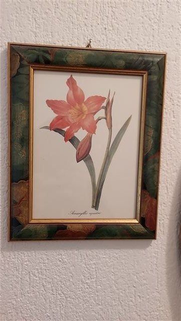 Foto & Immagini: Blumenbild, siehe Abbildung – Nuovo (secondo la descrizione) da Oberrohrdorf venduto da Heinzwu