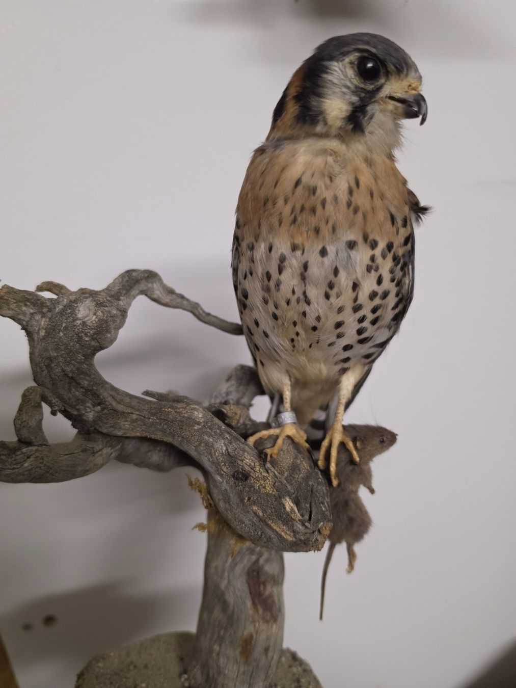 Il mondo degli animali: Präparat Buntfalke mit Beute – Usato da Oberrindal venduto da Ketupu 1